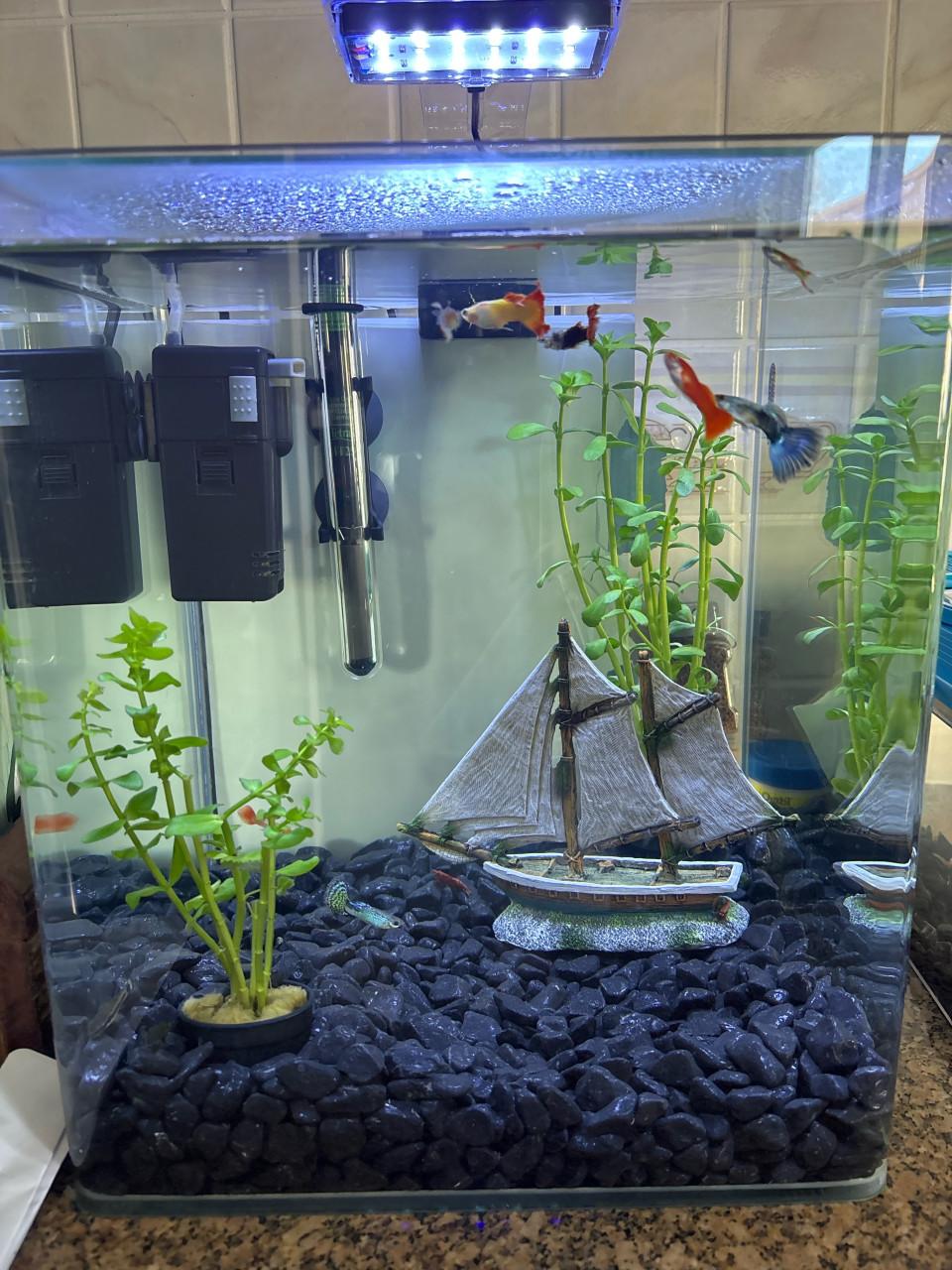 Aquariumbak met benodigdheden