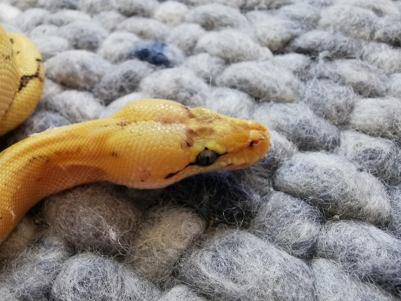 Champagne Super Enchi Pastel Koningspython vrouwtje