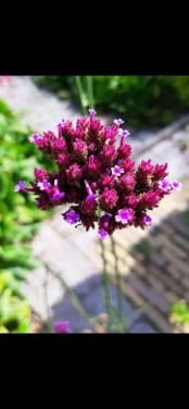 Verbena