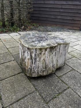 Boomstam bijzet tafel