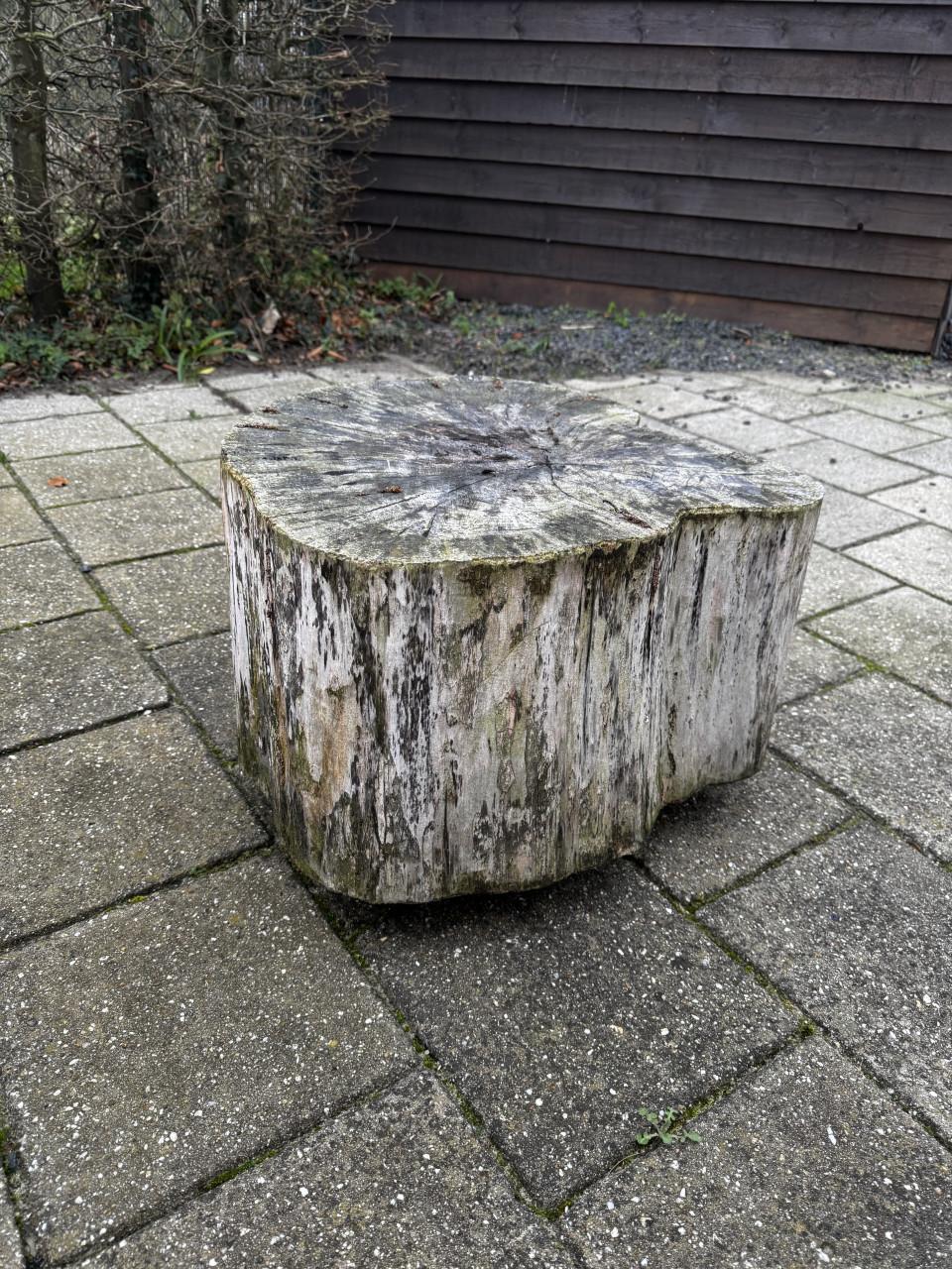 Boomstam bijzet tafel