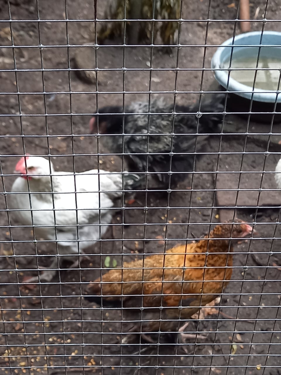 JONGE KIPPEN (groothoender krulveer cochin X legkippen)