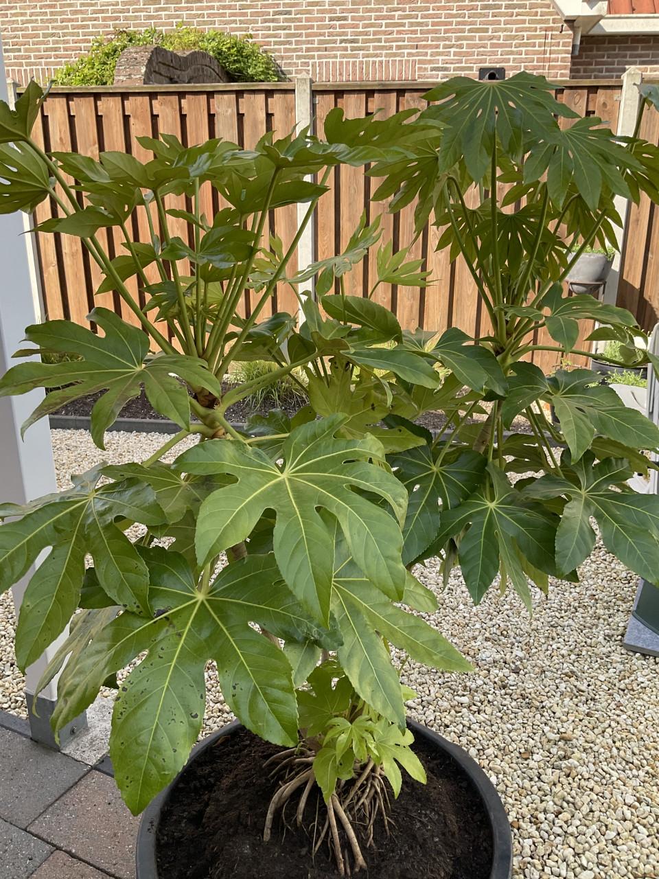 Tuinplant