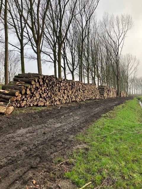 Openhaardhout/brandhout/kachelhout boomstammen
