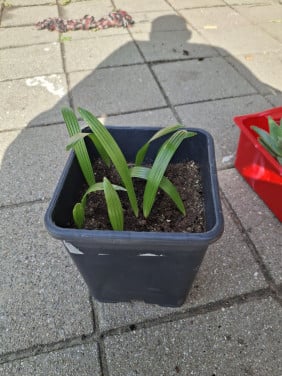 Zaailingen trachycarpus fortunei