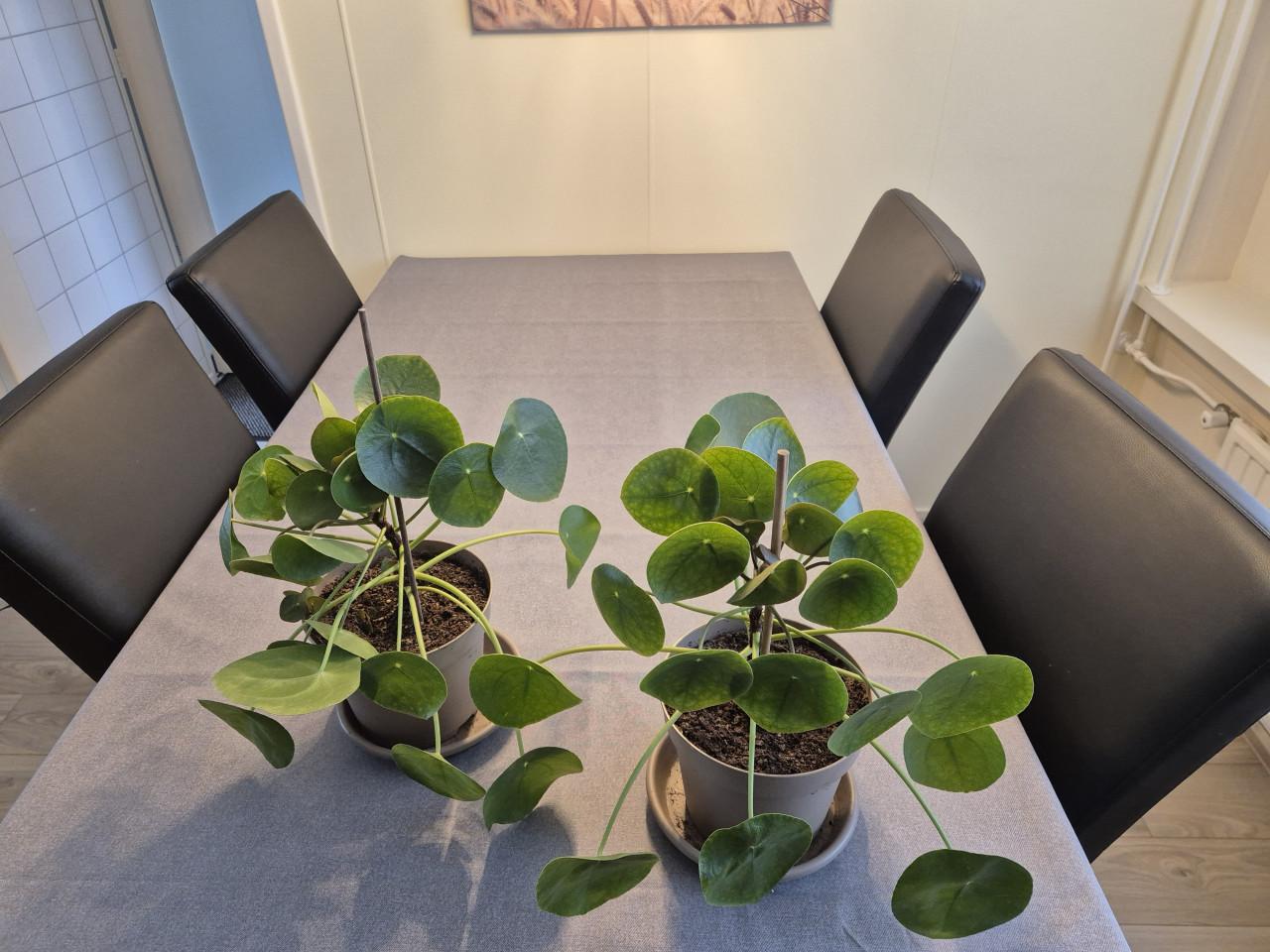 Kamerplant pannenkoek