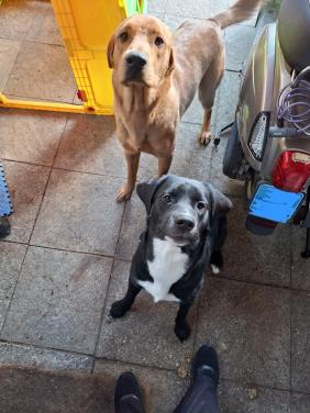 Lieve australische labrador pup zoekt huisje!