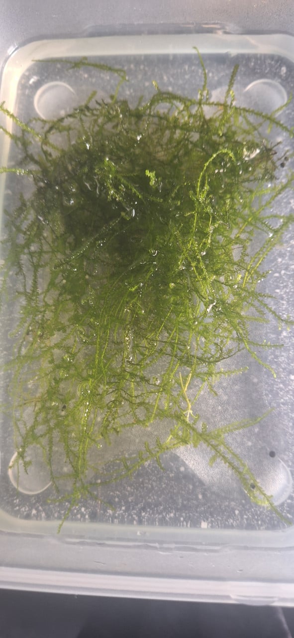Mos  Voor garnalen aquarium