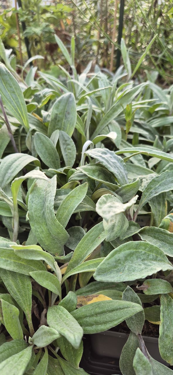 Vaste planten biologisch opgekweekt