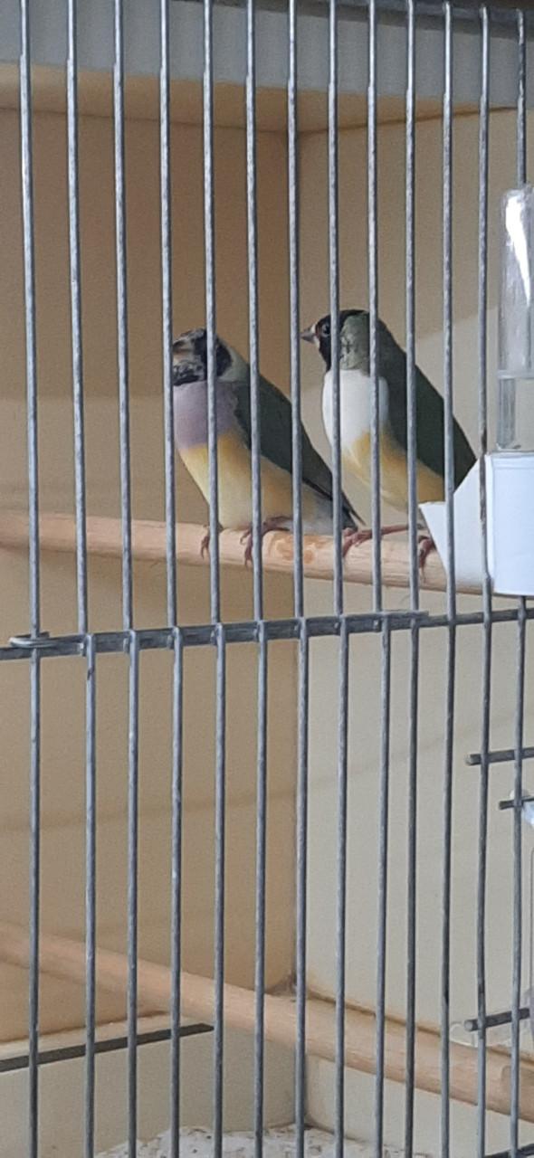 Gouldamadines te koop