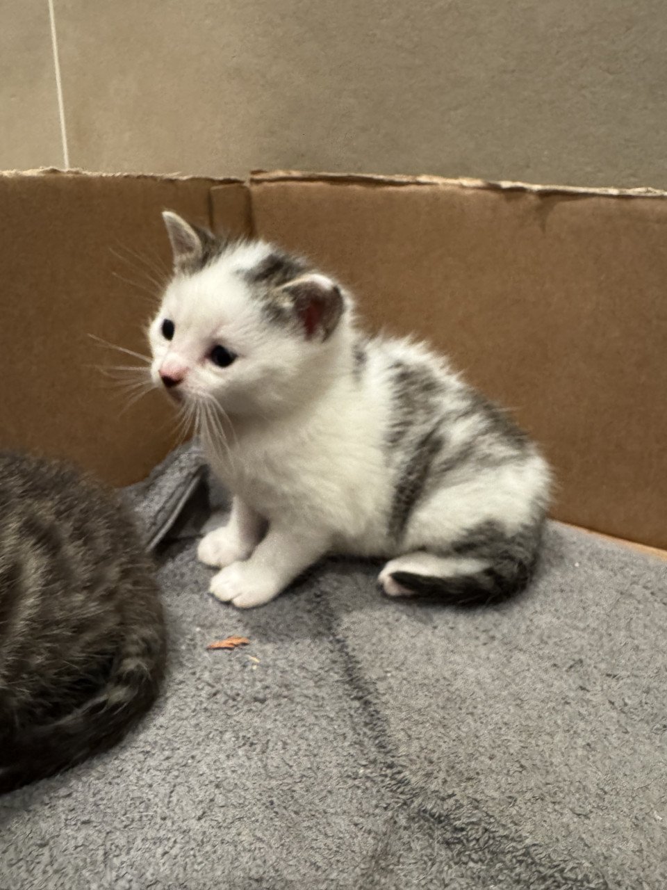 Kittens te koop!