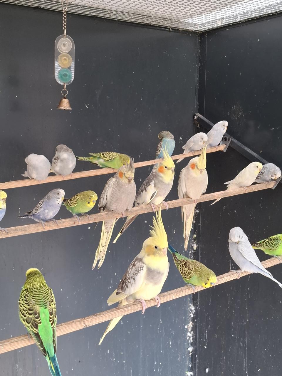 Diverse kleuren valkparkieten.