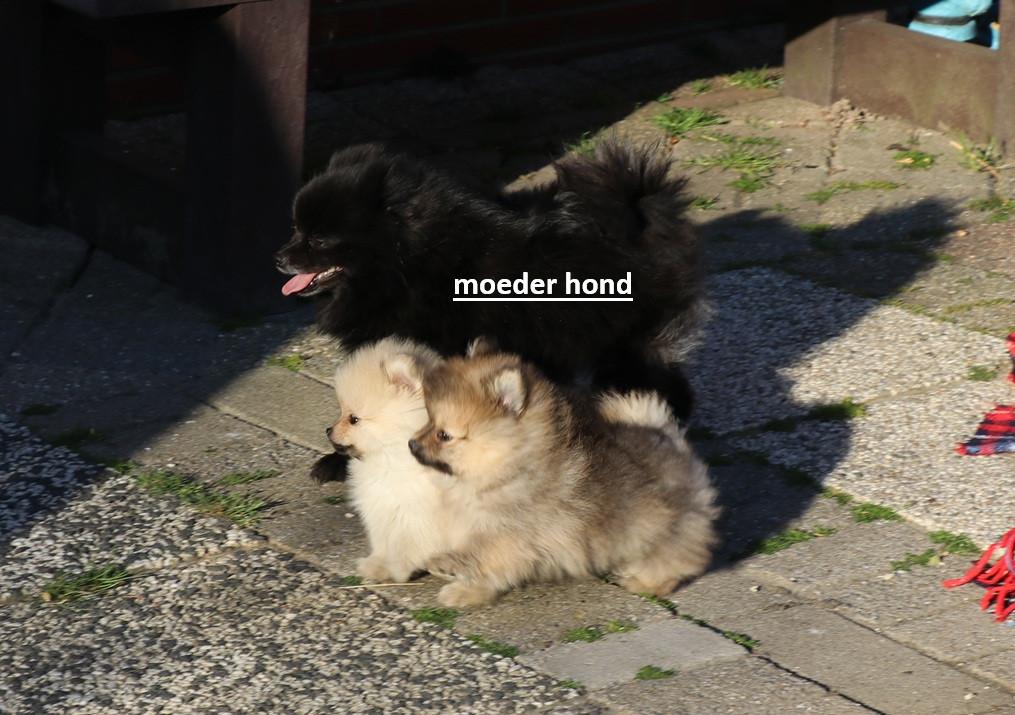 Pomeriaan pups beschikbaar