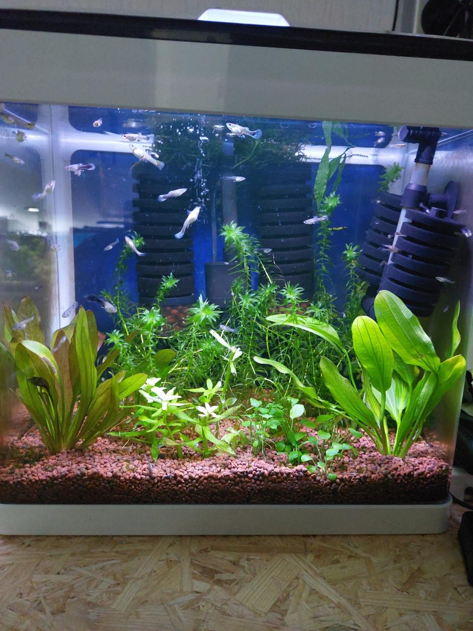 Aquarium planten