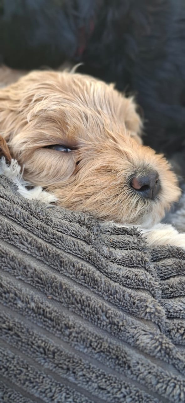 Lieve Australian Labradoodle pups zoeken hun gouden mandje!