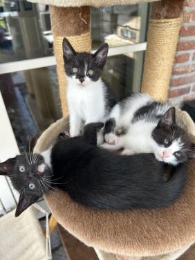 Lieve kittens 😻😻