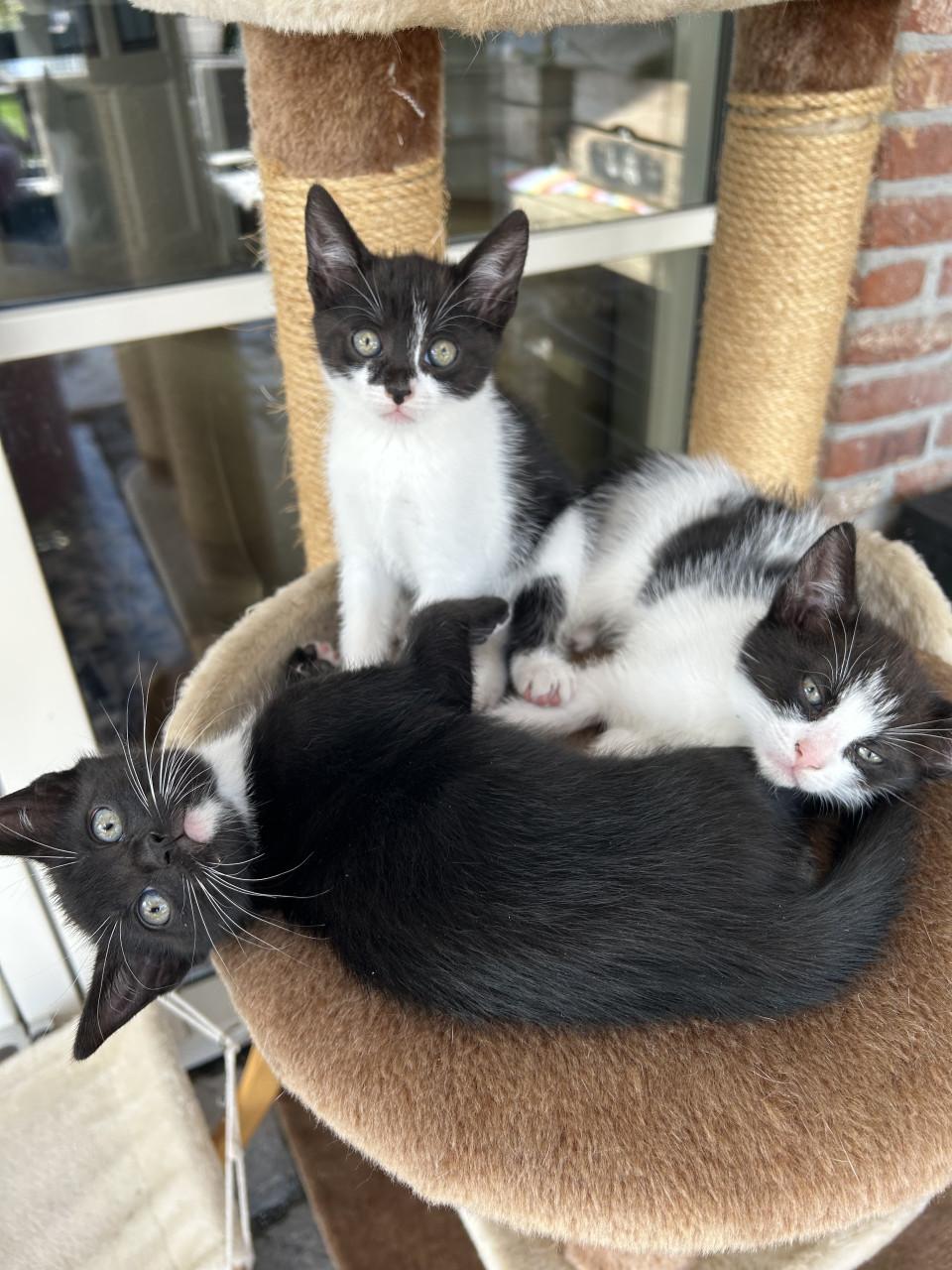 Lieve kittens 😻😻