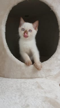 Britse korthaar kittens