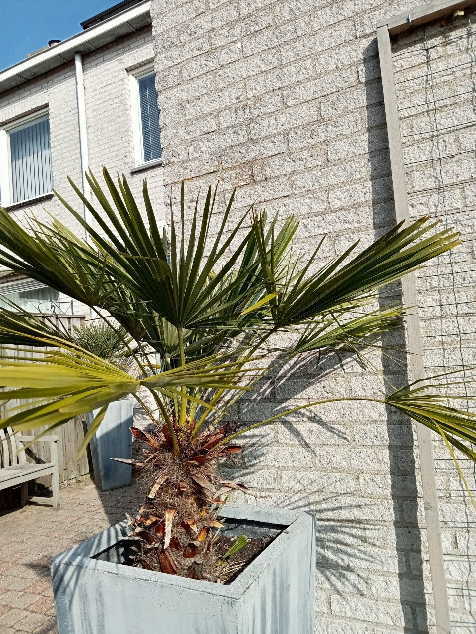 Plant