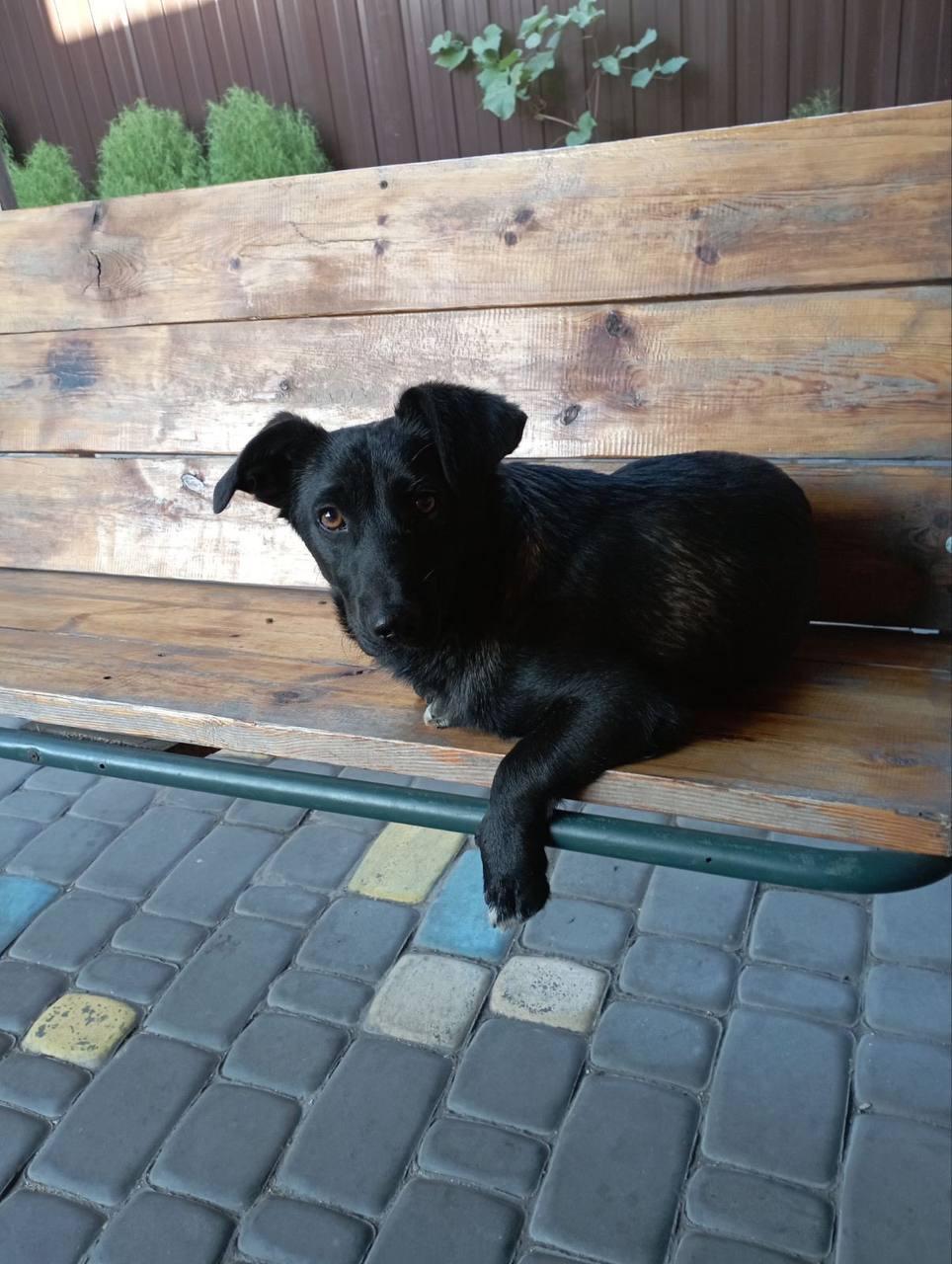 Klein hondje reu gecastreerd gechipt ontwormt ontvlooit  heeft Paspoort en
