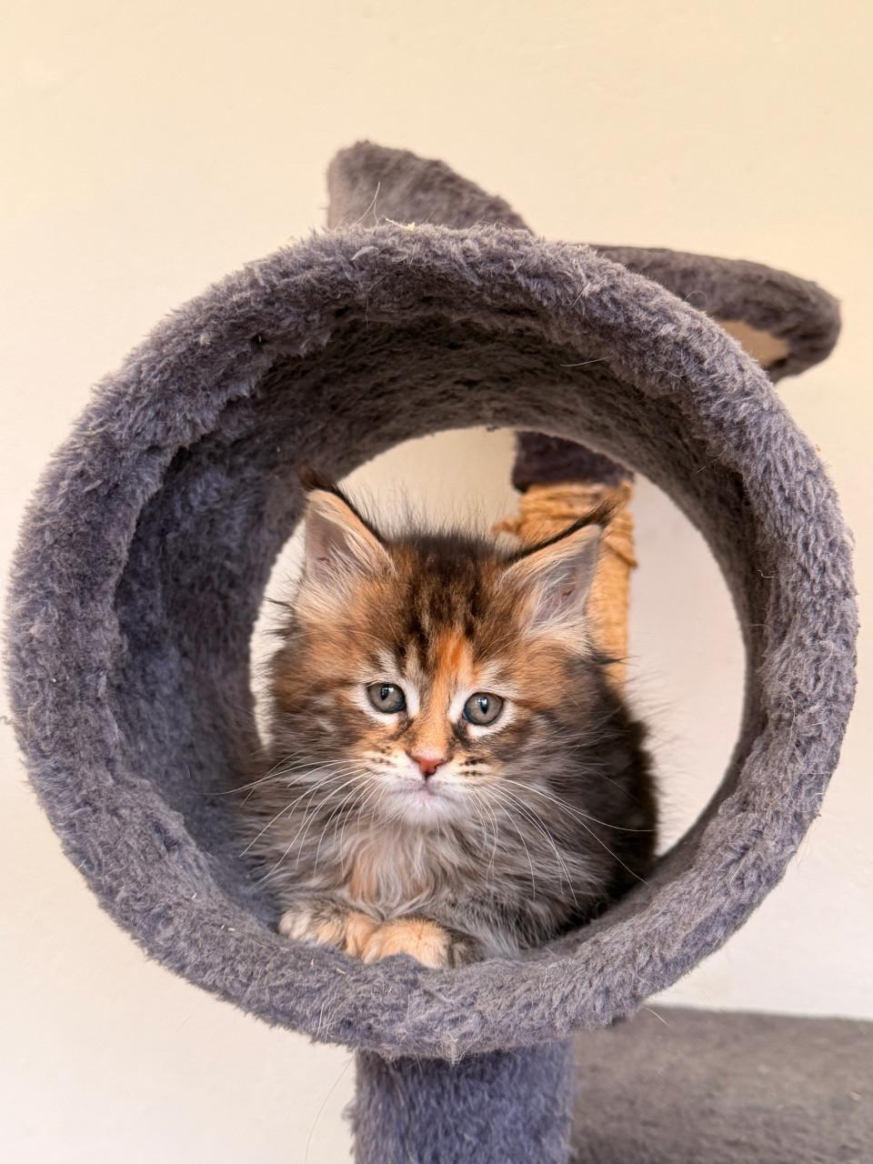 Prachtige Maine Coon kittens
