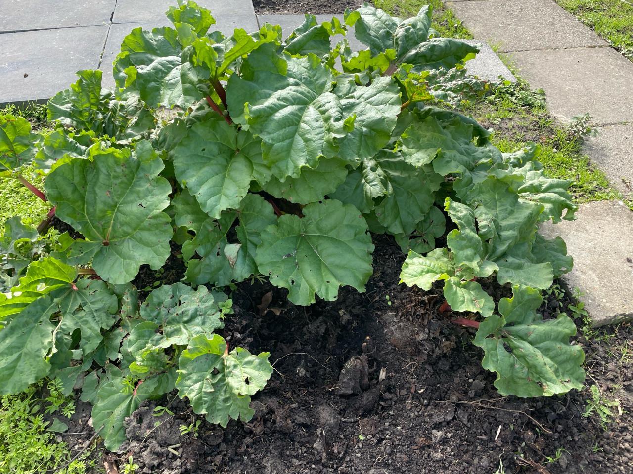 Rabarberplant gratis