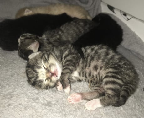 Kittens zoeken gouden mandje 😻🧺