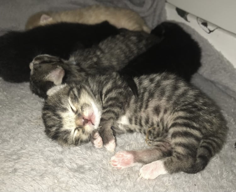 Kittens zoeken gouden mandje 😻🧺