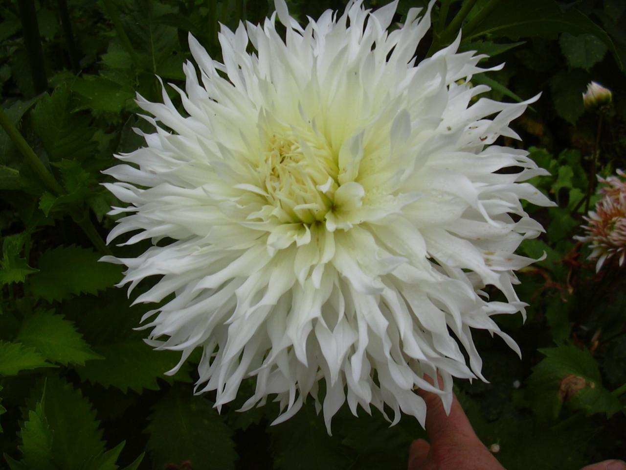 Dahlia's nog in vele soorten en kleuren, prijzen vanaf