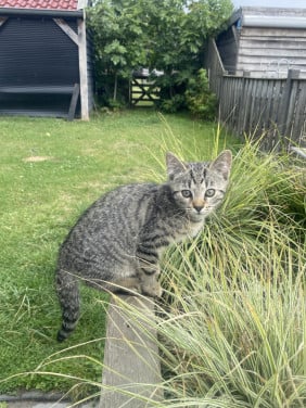 Kittens Bengaal- blauwe Rus
