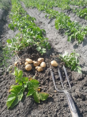 Nieuwe vroege aardappels uit de kas!