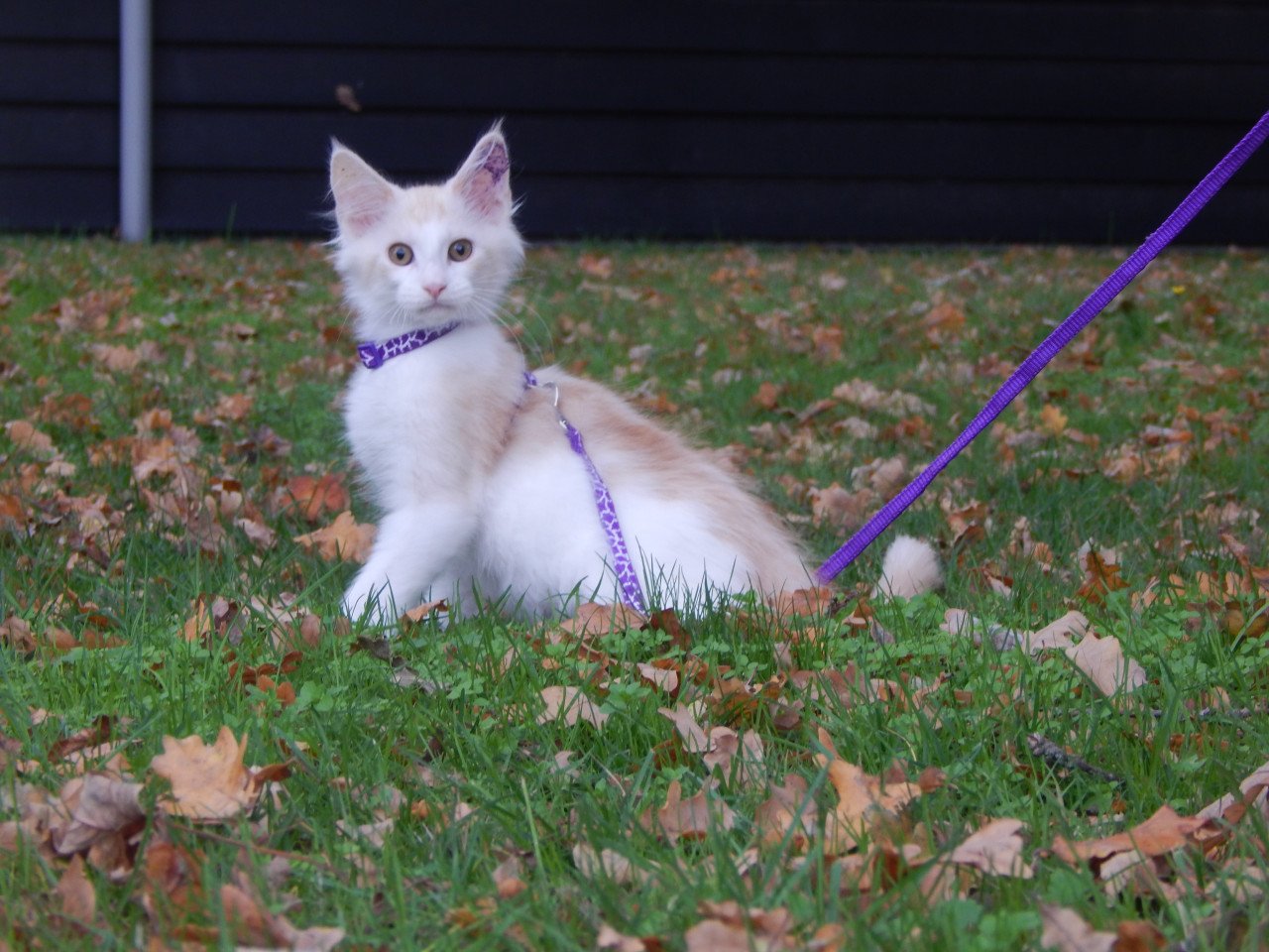 4 maine coon katertjes met stamboom