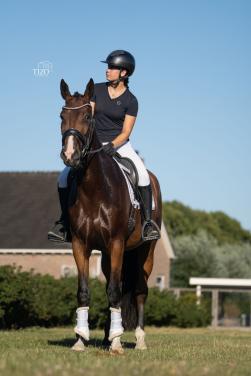 5 jarige merrie v. Mexpression