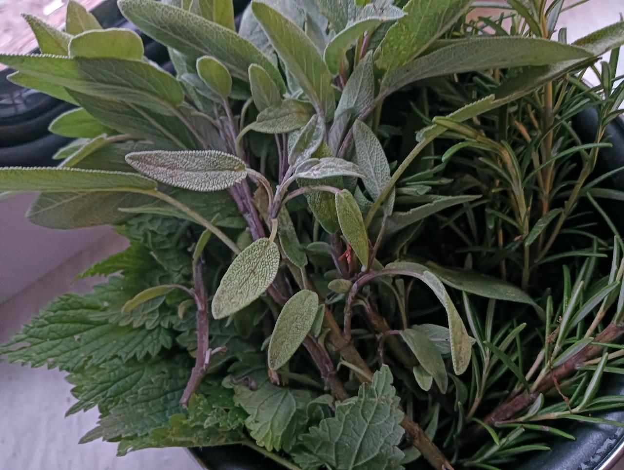 Wildplukwinterwandeling