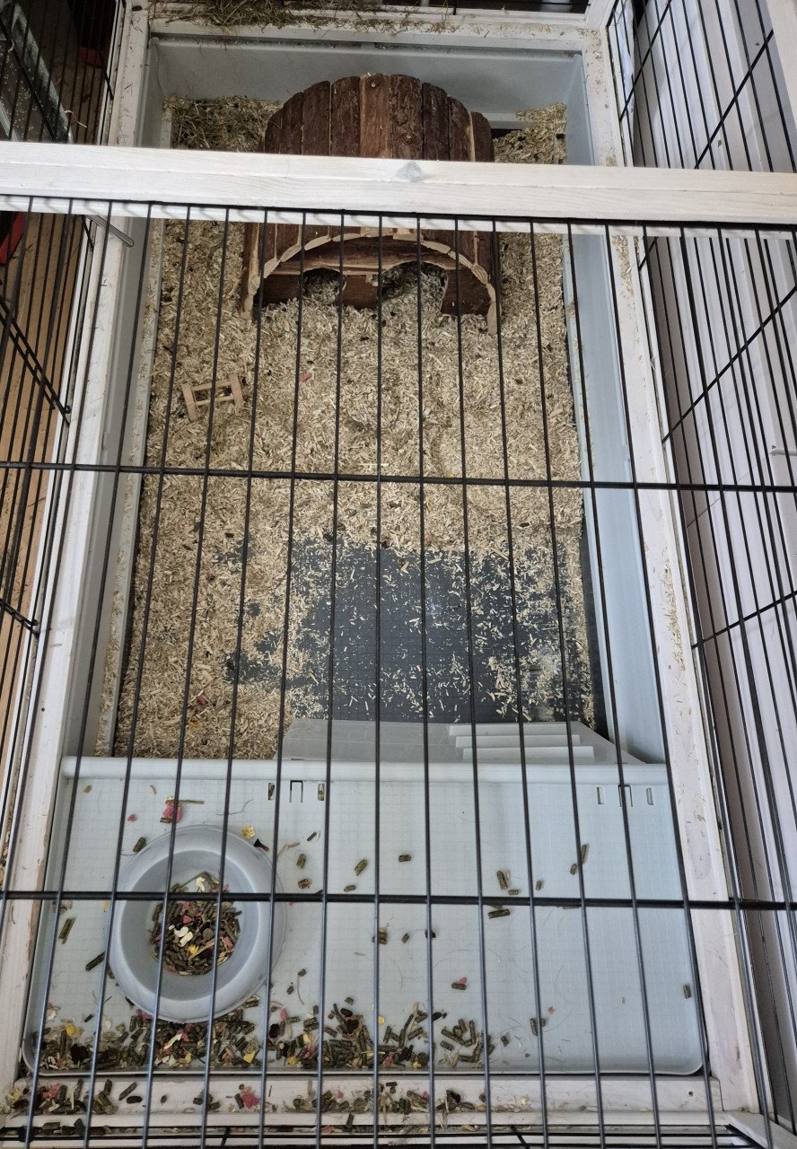 2 cavia's vrouwtjes + kooi