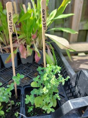 TK: SIERTUIN + MOESTUIN PLANTEN BIJ DE VOORDEUR