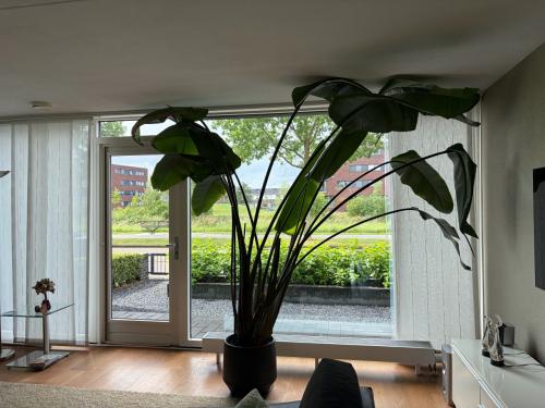 Prachtige grote boom voor in een hoge grote (tuin-) kamer