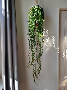 PRACHTIG: 3 gewortelde STEKJES LIPSTICKPLANT, rode bloemen