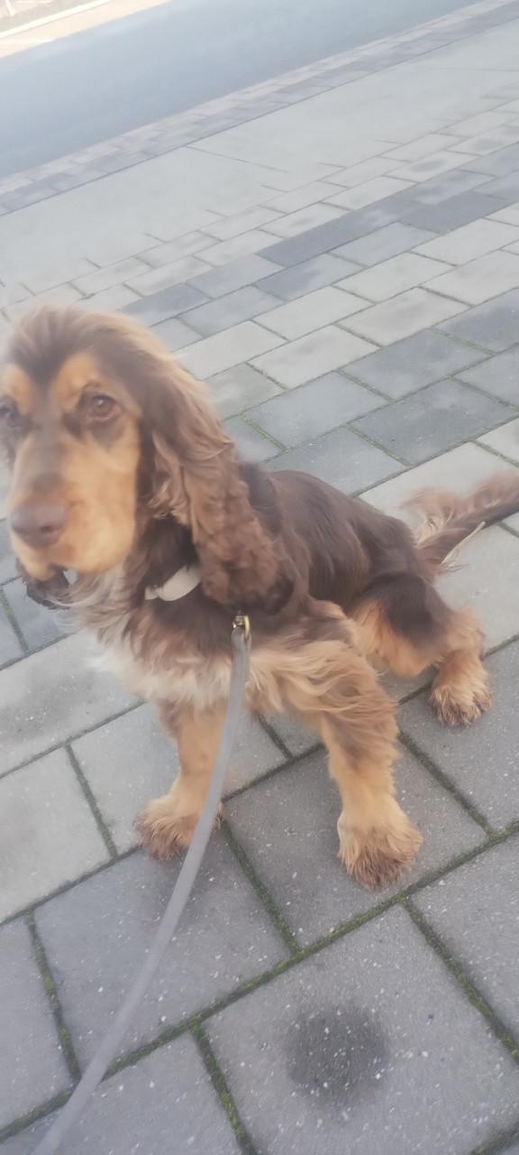 Engelse cockers spaniel