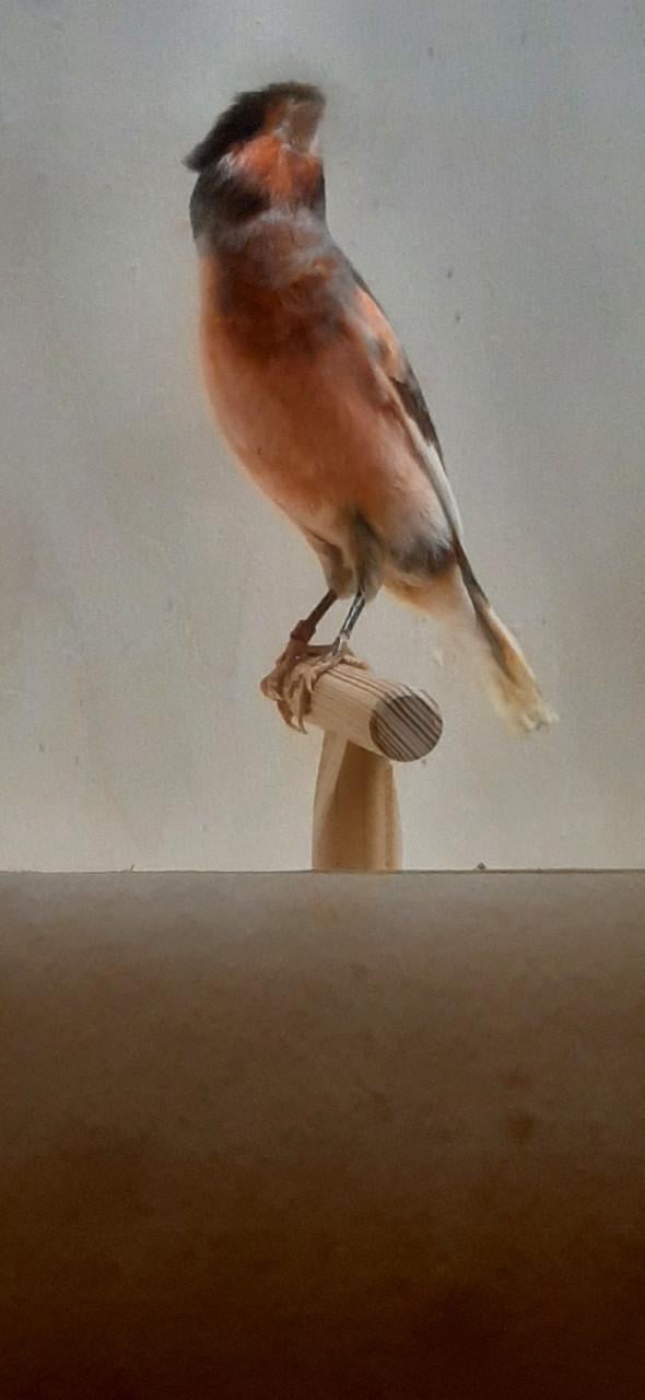 Portugese Harlekijn kanaries mannen en poppen