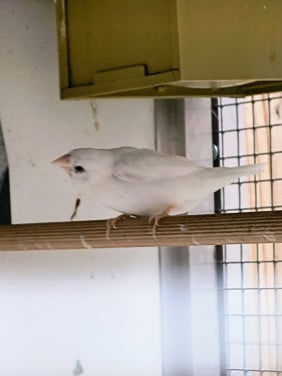 Koppel Japanse meeuwen en 1 witte man