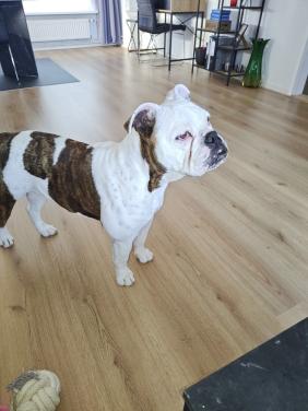 Te koop Old English Bulldog.