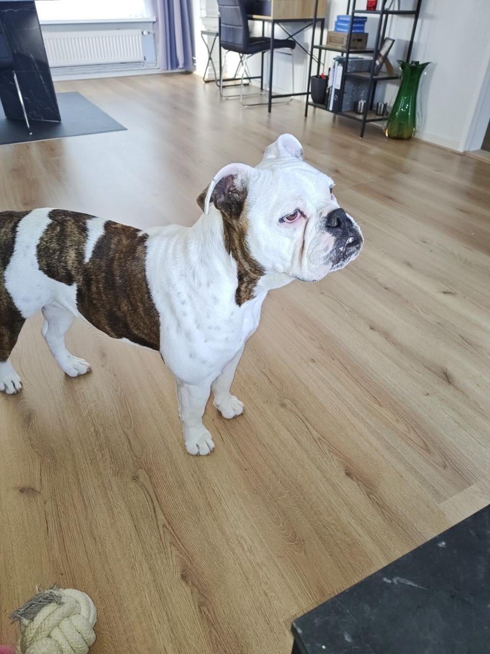 Te koop Old English Bulldog.