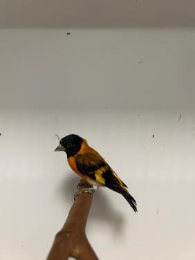 1-1 kapoetsen sijzen