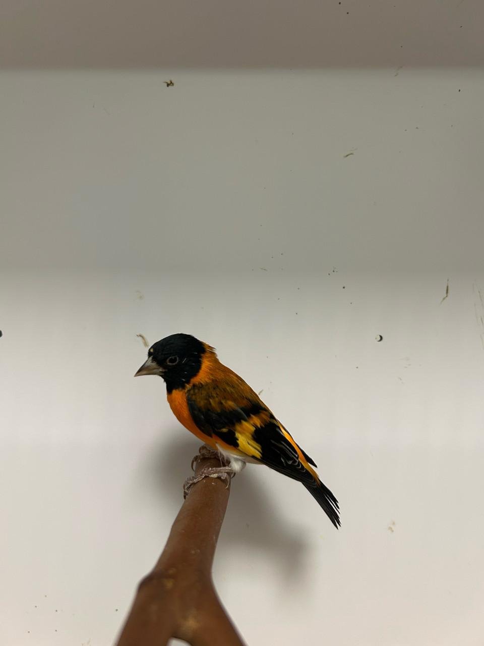 1-1 kapoetsen sijzen