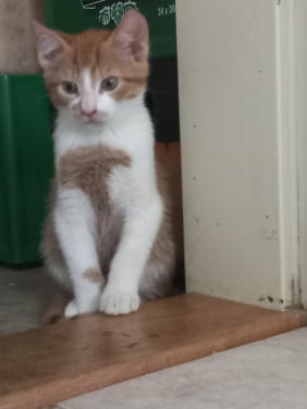 2 lieve oranje/wit katertjes te koop
