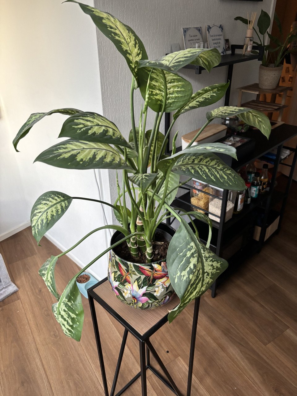 Plant