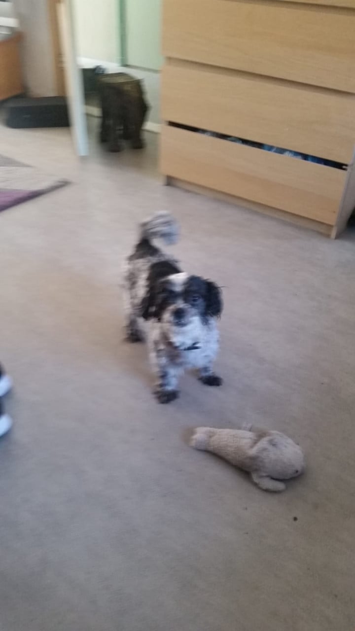 Lieve honden oppas aangeboden