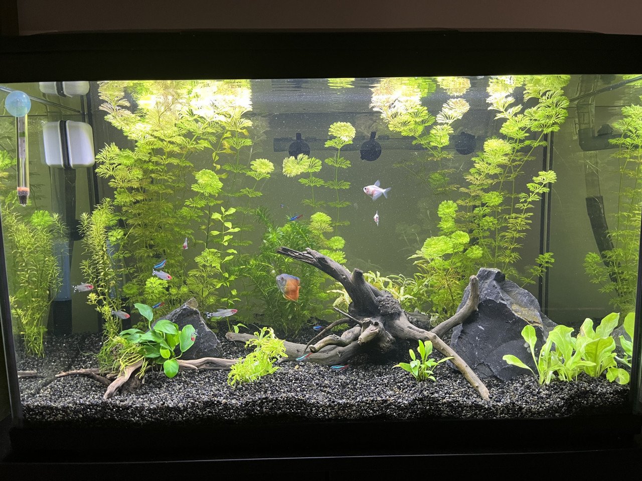 Aquarium incl. toebehoren