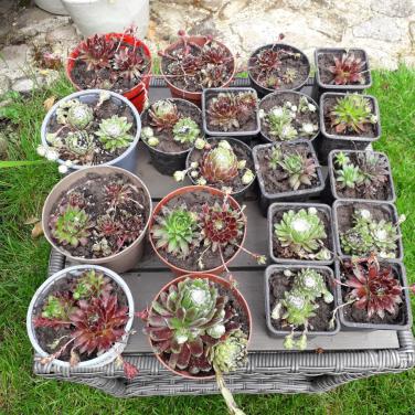 VETPLANTJES (Sempervivum)